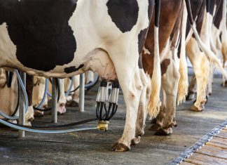 Intensyfikacja produkcji mleka